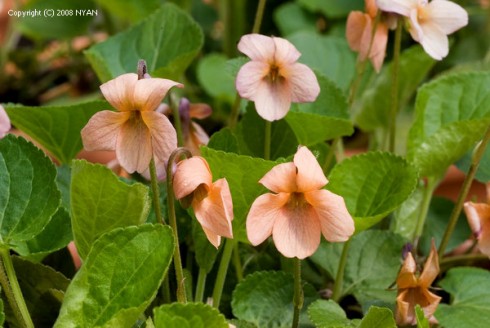odorata_crepuscule01m.jpg