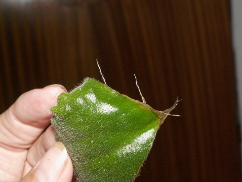 PICT0020.JPG