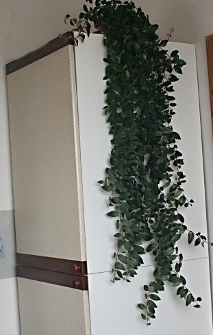 aeschynanthus.jpg