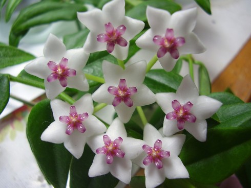 Hoya bella.jpg