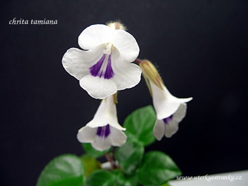 Primulina tamiana.jpg
