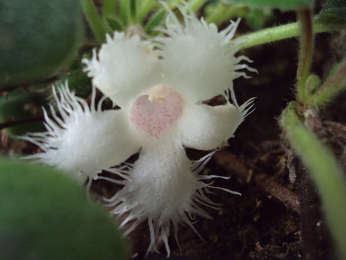 Alsobia dianthiflora.jpg