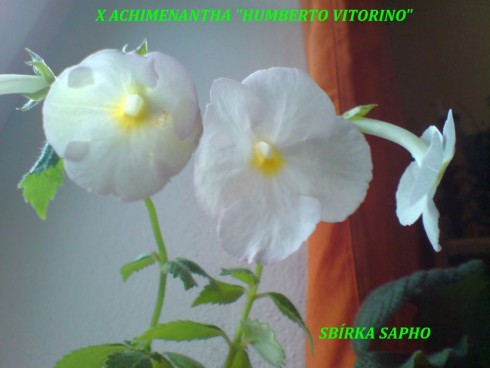 Humberto Vitorino.jpg