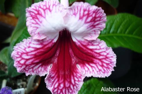 Alabaster Rose.jpg