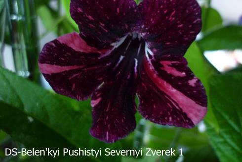 DS-Belen'kyi Pushistyi Severnyi Zverek 1.jpg