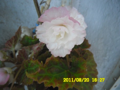 Snímek 1180.jpg