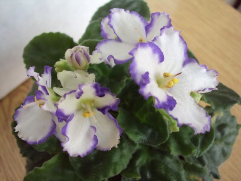 f.bezejmenna bilomodra.jpg
