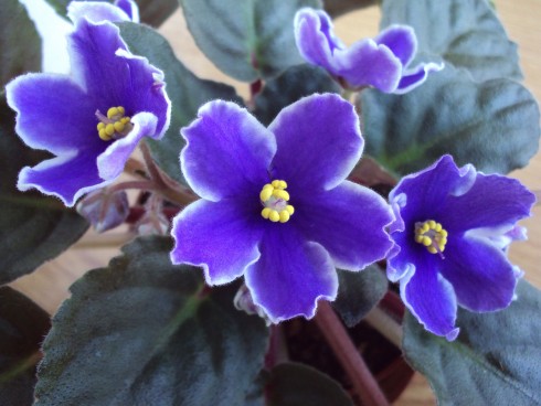 f.bezejmenna modrobila 2.jpg