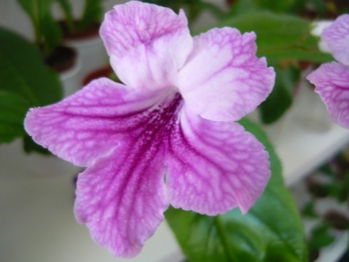 Orchid Lace.jpg