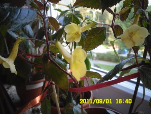 Yellow Beauty.jpg