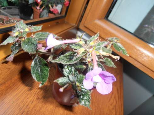 Violacea Semi-Plena.jpg