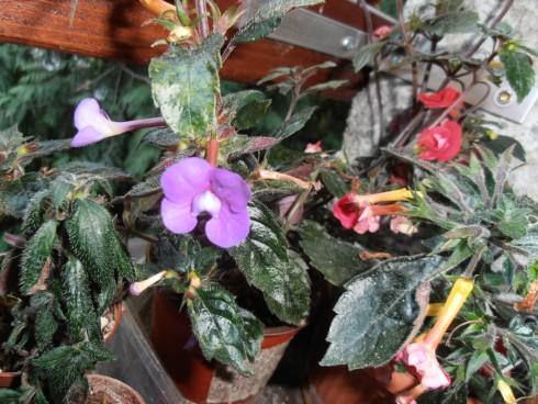 Violacea Semi-Plena.jpg