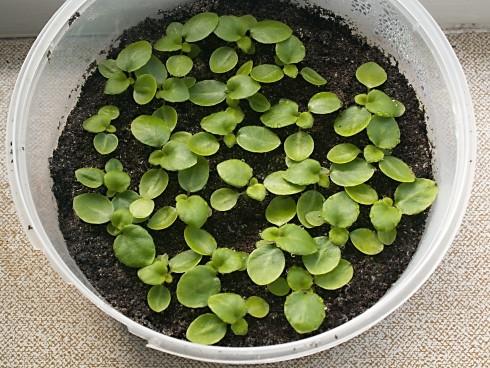 Primulina tamiana.jpg