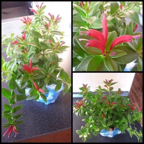 aeschynanthus.jpg