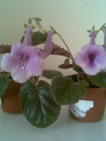 SRG's Blue Diamond a SRG's Lavender Eruption.jpg