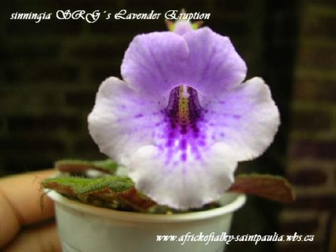 SRG's Lavender Eruption.jpg