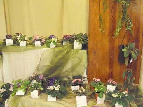 castolovice 2011 30.jpg