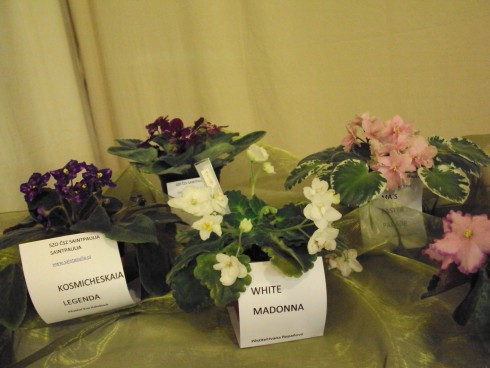 castolovice 2011 9.jpg
