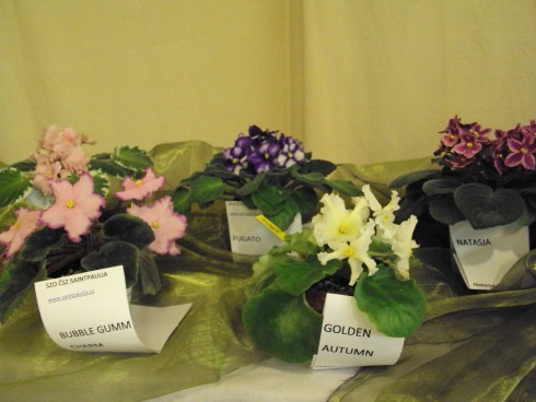 castolovice 2011 8.jpg