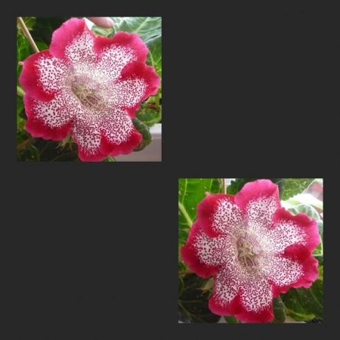 Tigrina Red.jpg