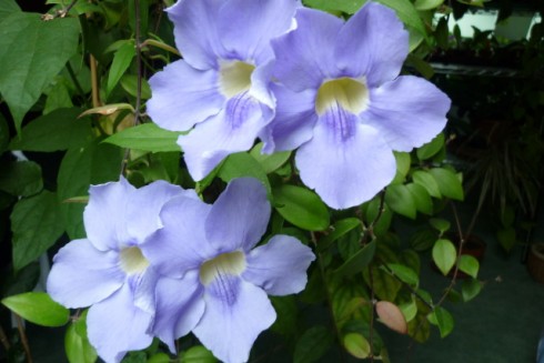 11.10.2011     2 007.jpg